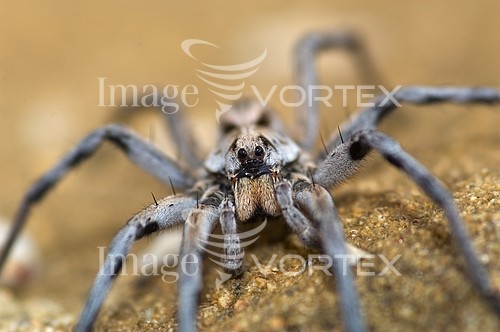 Insect / spider royalty free stock image #527230892