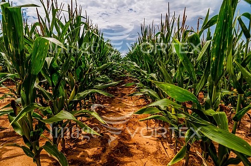Industry / agriculture royalty free stock image #528650441