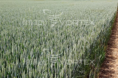 Industry / agriculture royalty free stock image #531905924