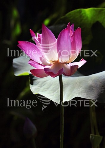 Flower royalty free stock image #536709230