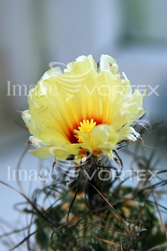 Flower royalty free stock image #537099533
