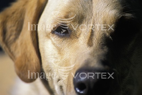 Pet / cat / dog royalty free stock image #537930947