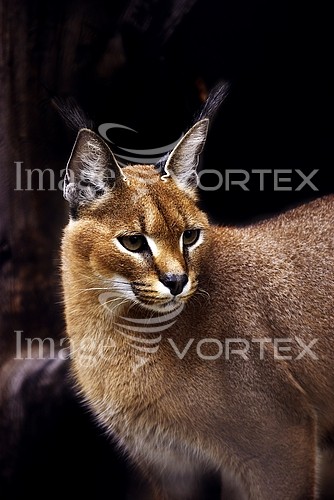 Animal / wildlife royalty free stock image #539741915