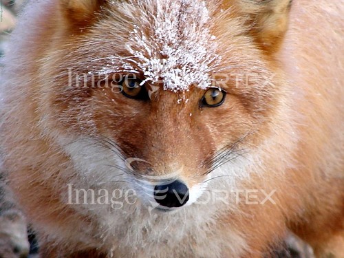 Animal / wildlife royalty free stock image #539505095