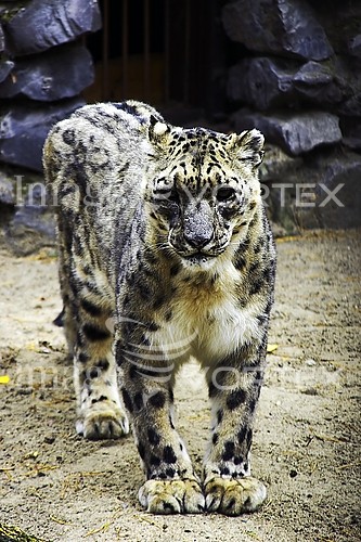 Animal / wildlife royalty free stock image #540010190