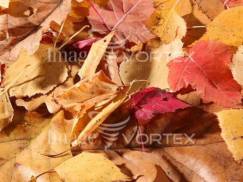 Background / texture royalty free stock image #542830972