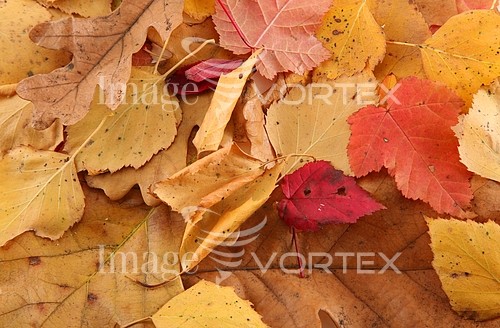 Background / texture royalty free stock image #542840267