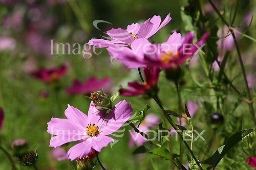 Flower royalty free stock image #542589319