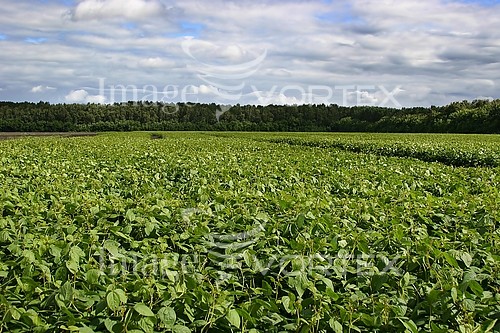 Industry / agriculture royalty free stock image #542507240