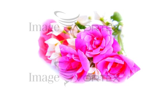 Flower royalty free stock image #543626719