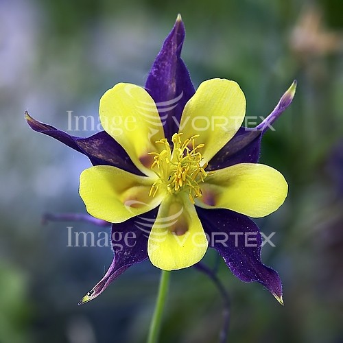 Flower royalty free stock image #544852802