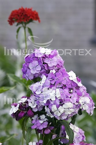 Flower royalty free stock image #544887629