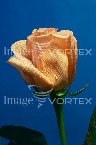Flower royalty free stock image #544701509
