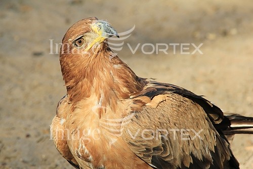 Bird royalty free stock image #546797958