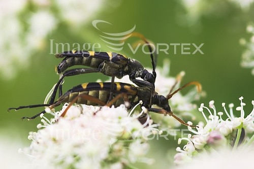 Insect / spider royalty free stock image #546853563