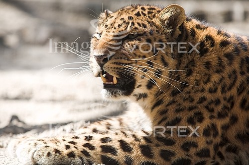 Animal / wildlife royalty free stock image #547583657