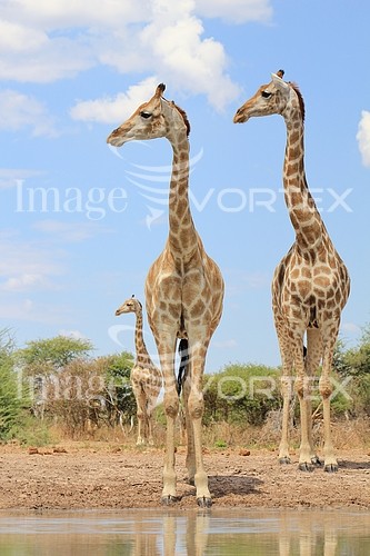 Animal / wildlife royalty free stock image #548607991