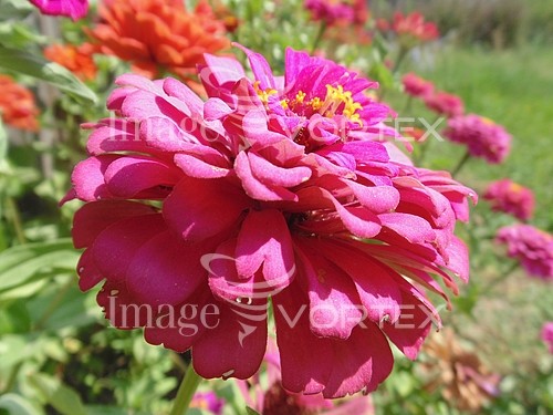 Flower royalty free stock image #548305976