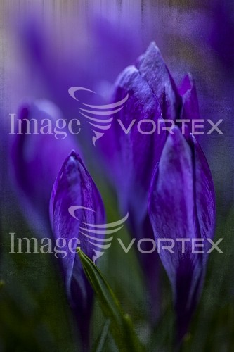 Flower royalty free stock image #549558154