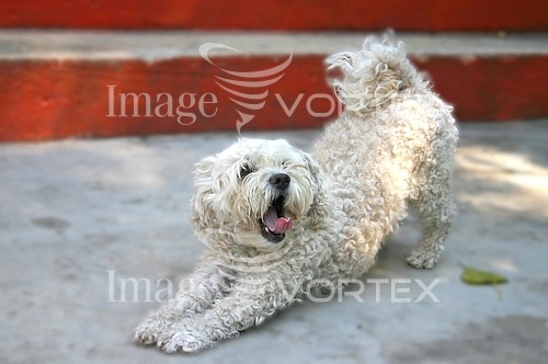 Pet / cat / dog royalty free stock image #551144391