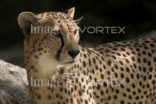 Animal / wildlife royalty free stock image #553142122