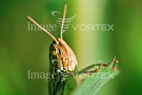 Insect / spider royalty free stock image #556311316