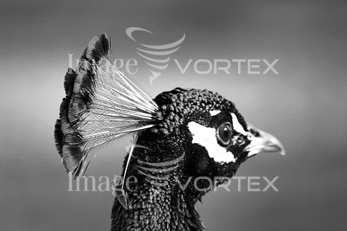 Bird royalty free stock image #563900201