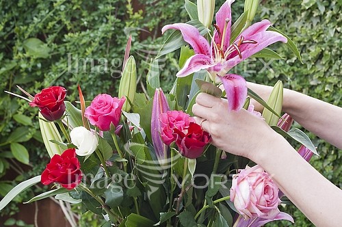 Flower royalty free stock image #566081616