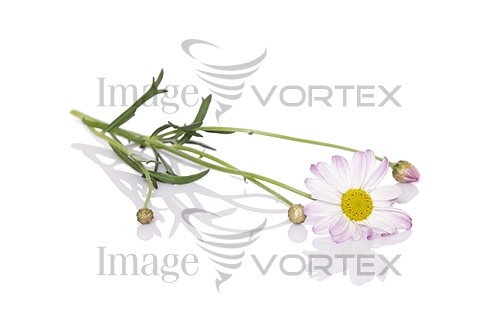 Flower royalty free stock image #568304002