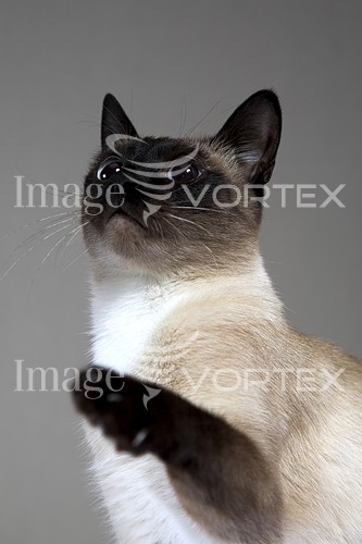 Pet / cat / dog royalty free stock image #570913550
