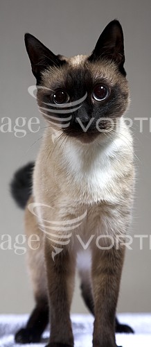 Pet / cat / dog royalty free stock image #570925347