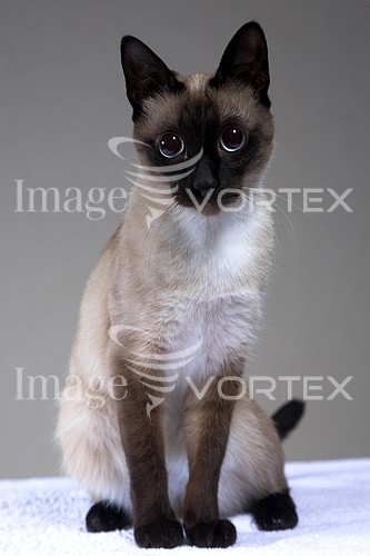 Pet / cat / dog royalty free stock image #570930439