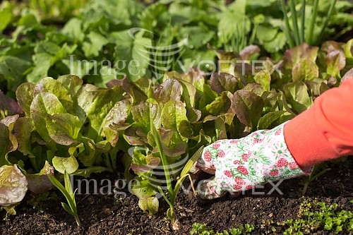 Industry / agriculture royalty free stock image #570227855