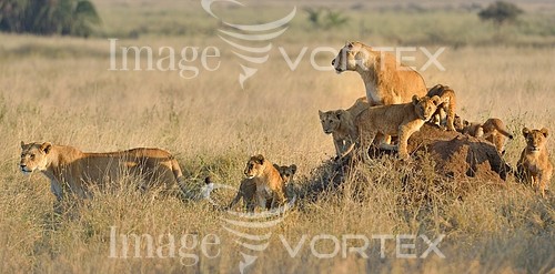 Animal / wildlife royalty free stock image #572793710