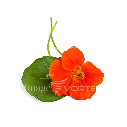 Flower royalty free stock image #573958103