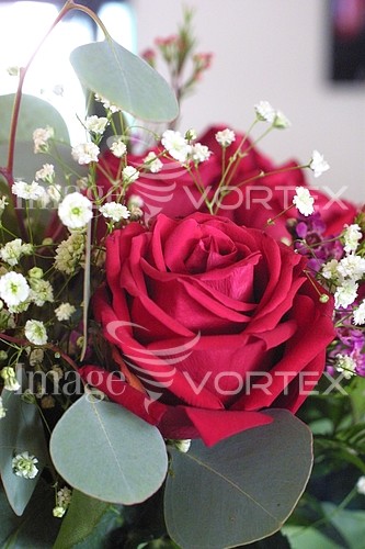 Flower royalty free stock image #576408352