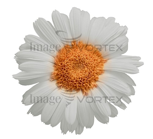 Flower royalty free stock image #581773599