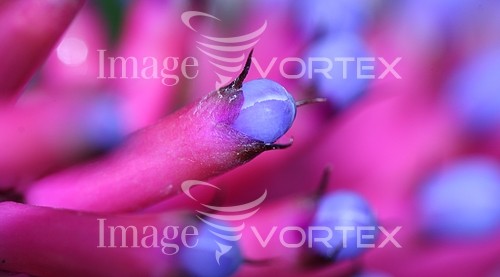 Flower royalty free stock image #581733061