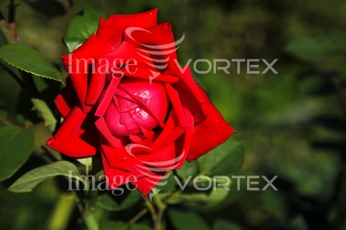 Flower royalty free stock image #582773004