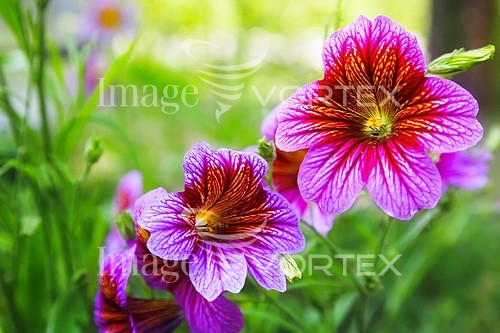 Flower royalty free stock image #586418676