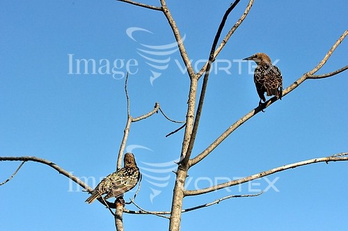 Bird royalty free stock image #588016231