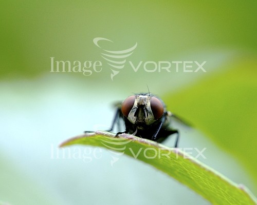 Insect / spider royalty free stock image #589091897