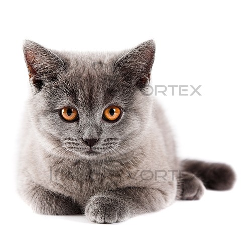 Pet / cat / dog royalty free stock image #590025331