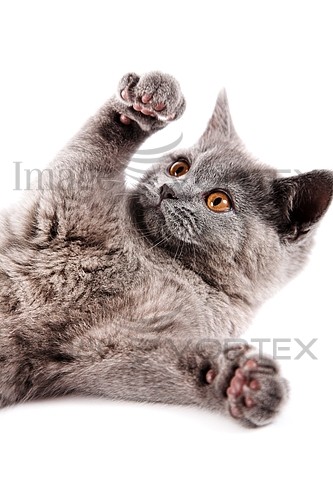 Pet / cat / dog royalty free stock image #590189346