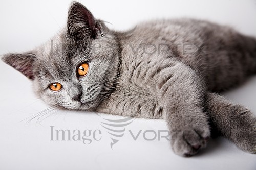 Pet / cat / dog royalty free stock image #590222114