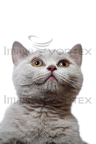 Pet / cat / dog royalty free stock image #590559999