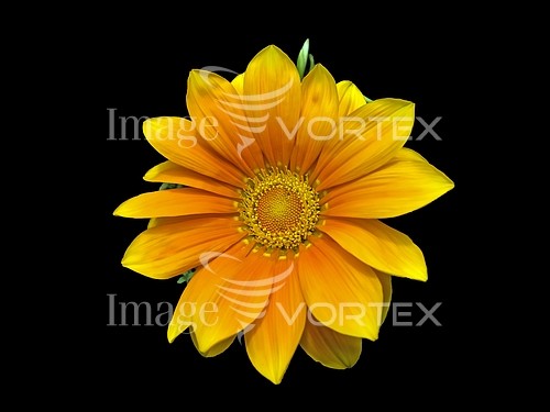 Flower royalty free stock image #591810966
