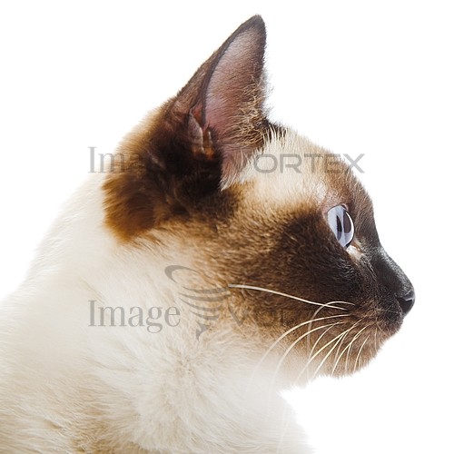 Pet / cat / dog royalty free stock image #591020574
