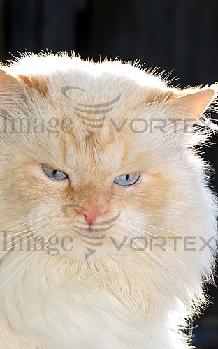 Pet / cat / dog royalty free stock image #594063552
