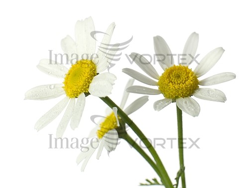 Flower royalty free stock image #597740060